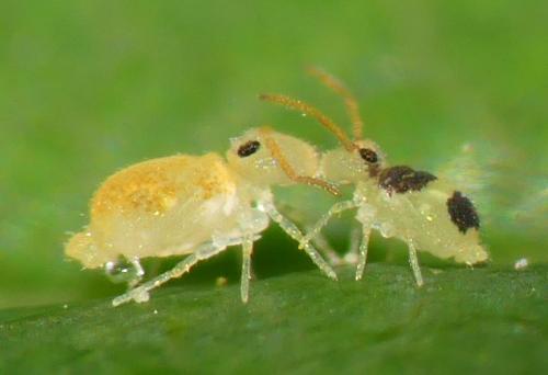 Deuterosminthurus bicinctus